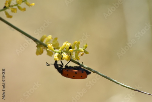 Gran mariquita en una rama de retama con flores amarillas. Fondo difuminado (macro) photo