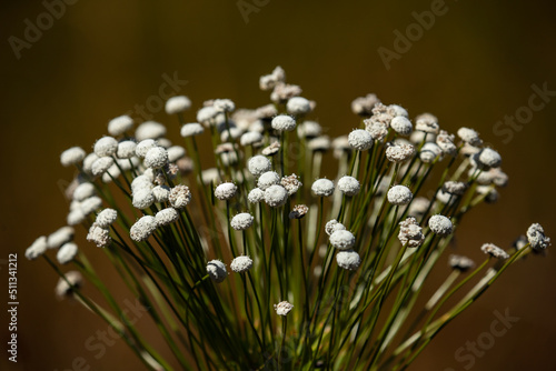 Flowers of the Giant Pepalanto also known as  Giant Evergreen (Paepalanthus chiquitensis) on brazilian savannah fields. photo