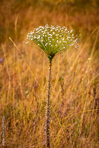 Flowers of the Giant Pepalanto also known as  Giant Evergreen (Paepalanthus chiquitensis) on brazilian savannah fields. photo