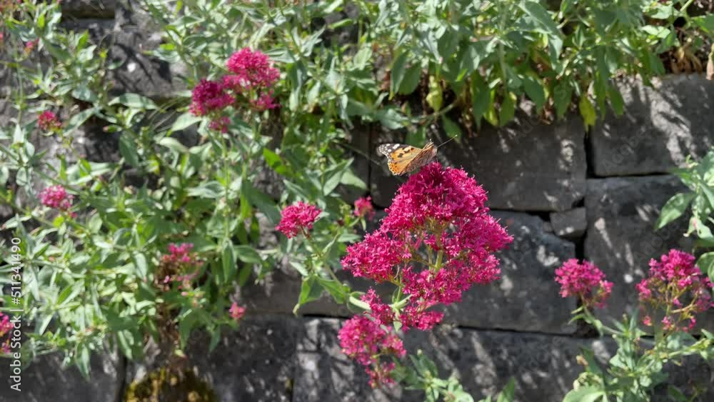 Painted Lady (Vanessa Cardui) Butterfly perched on pink flower in Zurich, Switzerland Painted Lady (Vanessa Cardui) Butterfly perched on pink flower in Zurich, Switzerland