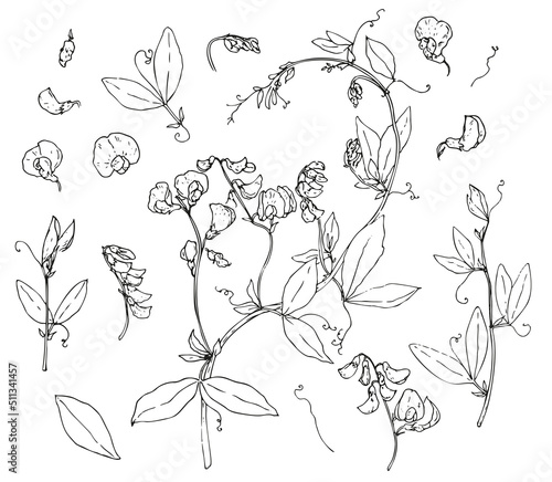 drawing of sweet pea plants. botanical sketch set of Lathyrus tuberosus flowers and leaves , isolated black outline for a natural design template. Summer illustration. Isolated vector illustration