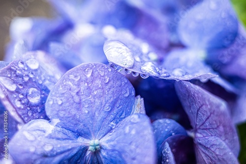  マクロ撮影した水滴のついた紫陽花が美しい 