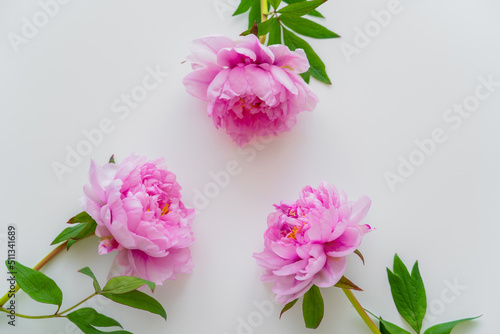top view of pink peony flowers with green leaves on white background.