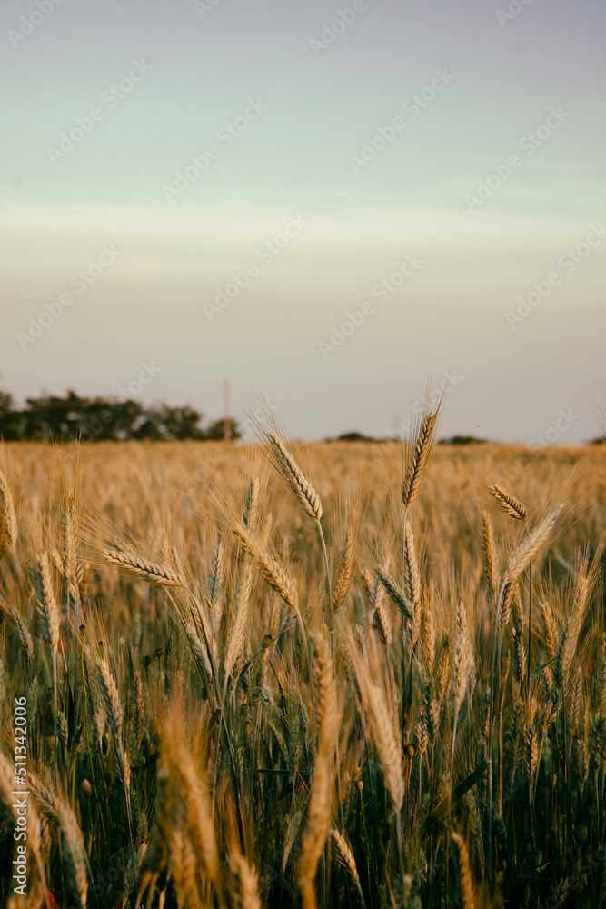 Fresh raw wheat plant background.
