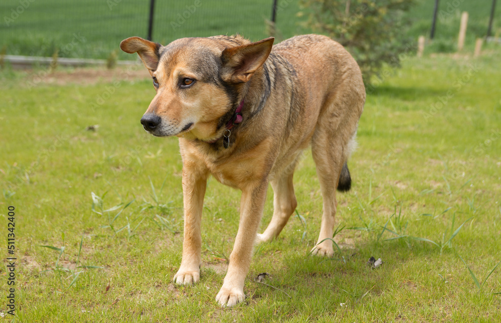Cute mixed breed dog in a house garden or backyard. Cute mixed breed dog in a house garden or backyard.