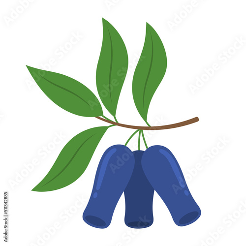 Blue honeysuckle branch isolated on white background. Lonicera caerulea, honeyberry, sweetberry or fly honeysuckle berries with leaves icon. Vector fruit illustration in flat style. photo