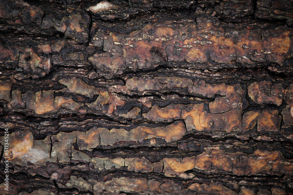 Contrasting texture of old wood in close-up Contrasting texture of old wood in close-up