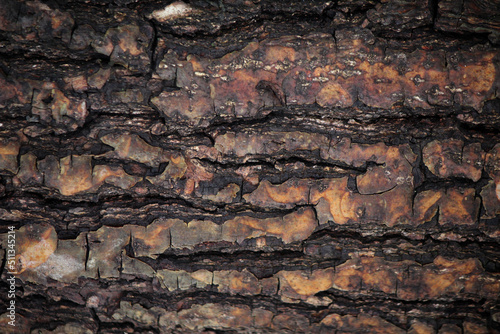 Contrasting texture of old wood in close-up