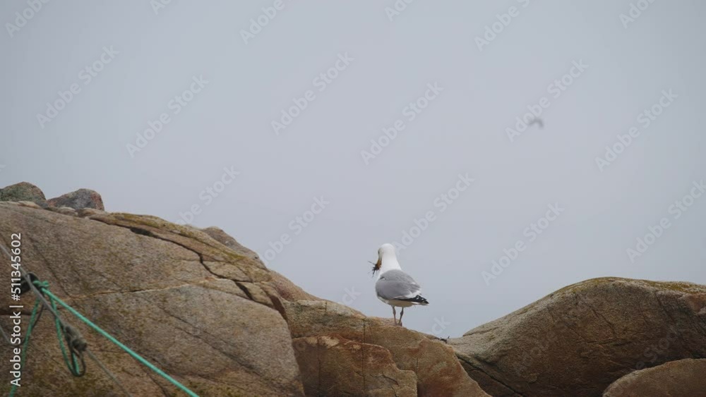 Telephoto shot of seagull eating seaweed on ocean rocks on coast 4k 60p Telephoto shot of seagull eating seaweed on ocean rocks on coast 4k 60p