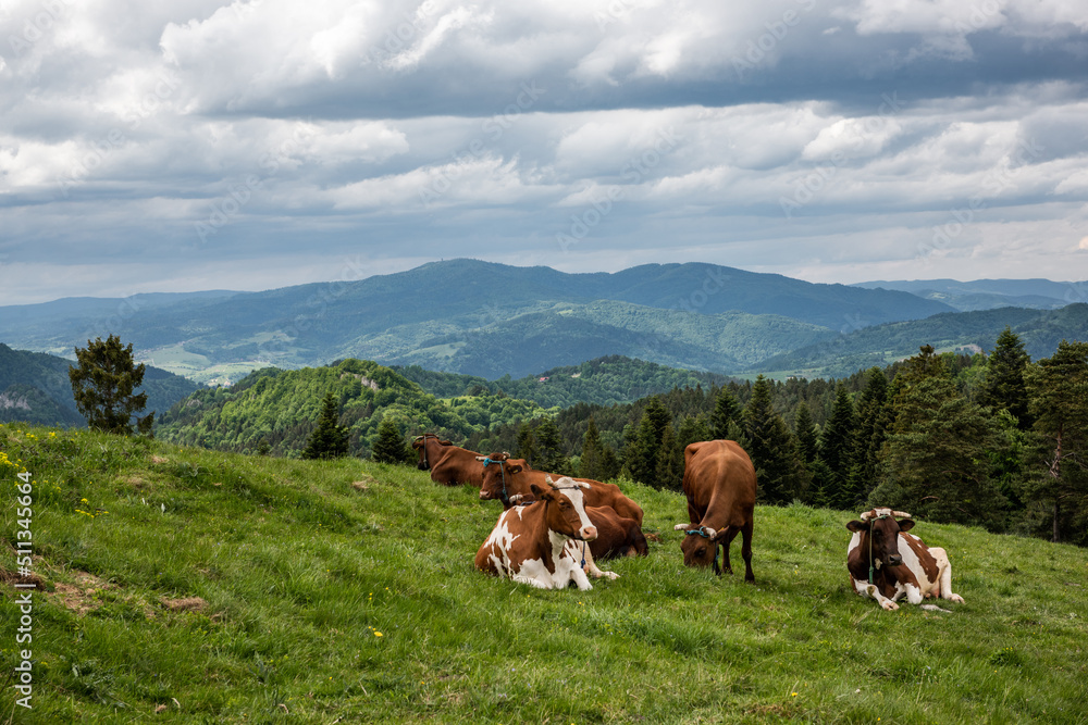 Happy cows grazing on green grass in Pieniny Mountains Park, Poland