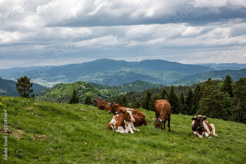 Happy cows grazing on green grass in Pieniny Mountains Park  Poland