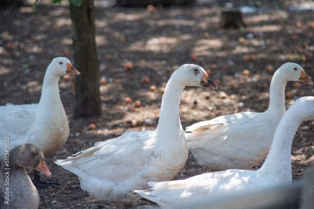 flock of domestic white geese in the village flock of domestic white geese in the village