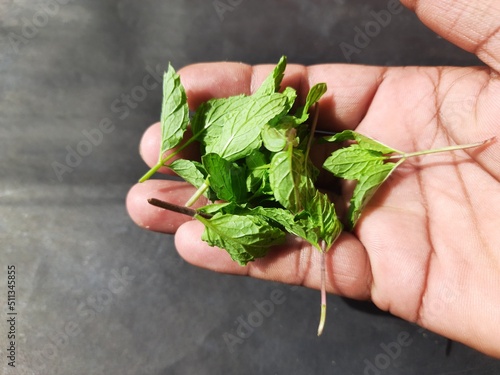 Mint leaves in farmer hand in black background. Mint is a perennial, aromatic herb belonging to the Mentha genus. Its various species are found in Europe, America and Asia. It is found almost everywhe photo