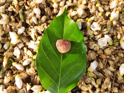 Millettia pinnata seeds. It is a species of tree in the pea family Fabaceae. Its other names  Pongamia pinnata, Indian beech and Pongame oiltree. Oil is extracted from its seeds.      photo