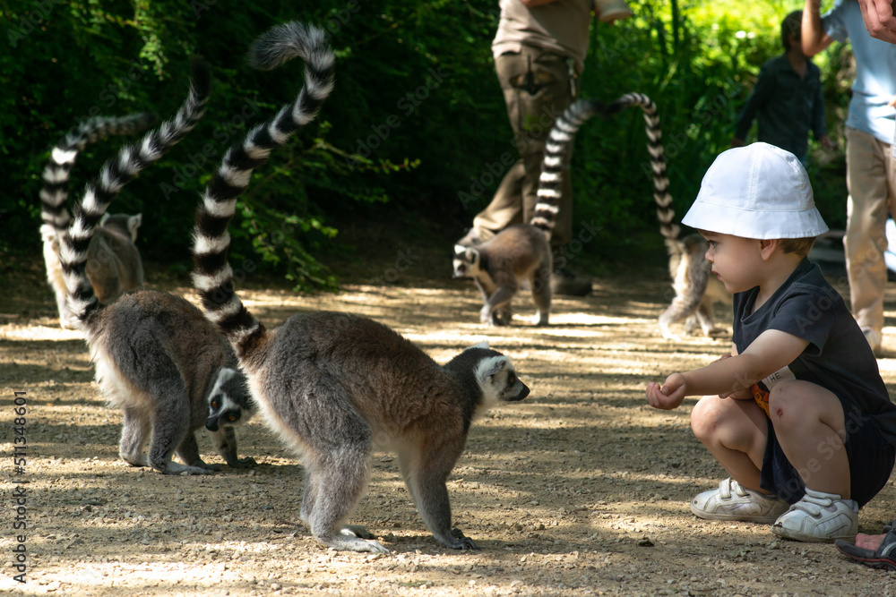 Cute little boy feeding and trying to touch lemur in the zoo or safari park. Child playing with a wild animal.