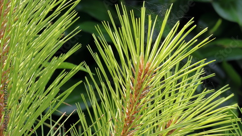 rami di pino mugo, Pinus mugo photo