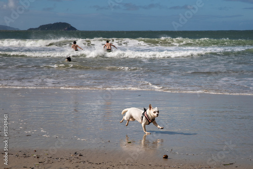 dog running on the beach in brazil