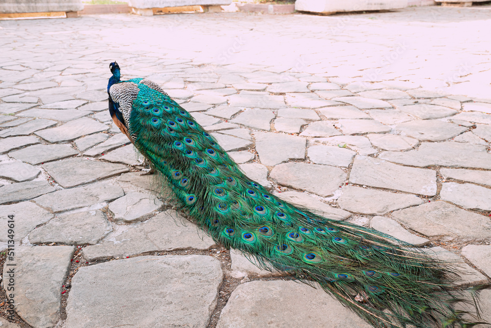 Fototapeta premium peacock walks in the backyard of the Museum of history