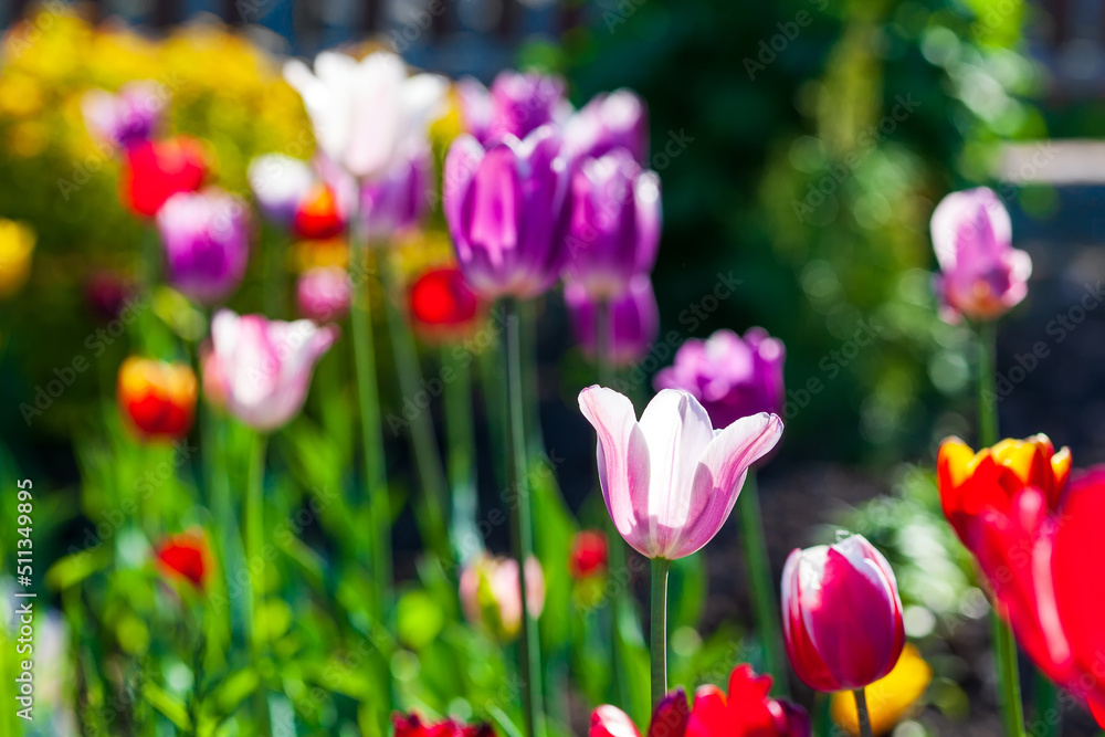 Bright colorful tulip flower illuminated by sunlight. Soft selective focus, tulip close-up. Tulip photo background. Group of colorful tulips. Bright colorful tulip flower illuminated by sunlight. Soft selective focus, tulip close-up. Tulip photo background. Group of colorful tulips.
