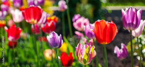 Bright colorful multi-colored yellow  red  purple  pink blooming tulips in spring on a flower bed in the garden. Spring floral background  banner.