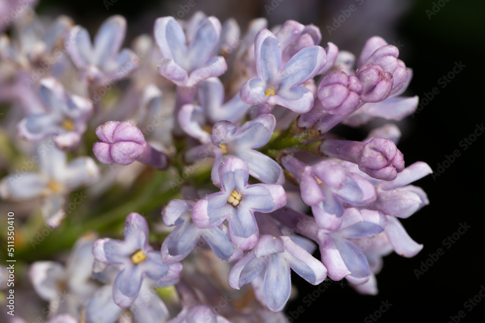 Flower of Common Lilac (Syringa vulgaris ‘Atheline Wilbur’) Flower of Common Lilac (Syringa vulgaris ‘Atheline Wilbur’)