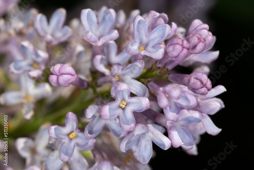 Flower of Common Lilac (Syringa vulgaris ‘Atheline Wilbur’) photo