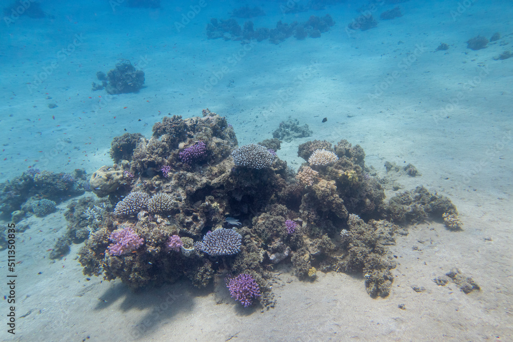 Fototapeta premium Colorful, picturesque coral reef at the sandy bottom of tropical sea, hard corals, underwater landscape