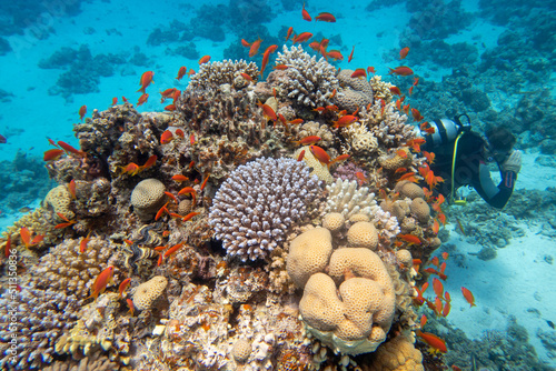Colorful, picturesque coral reef at bottom of tropical sea, fishes Anthias, underwater landscape