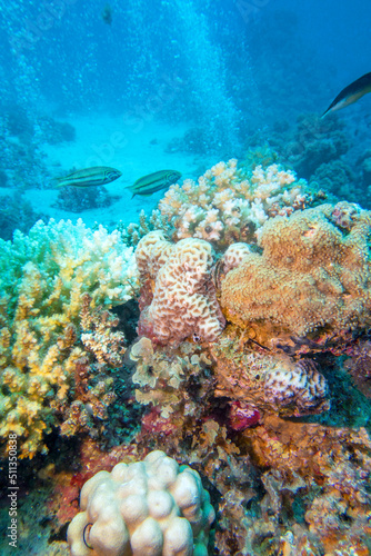 Colorful  picturesque coral reef at the bottom of tropical sea  hard corals and and a lot of air bubbles  underwater landscape