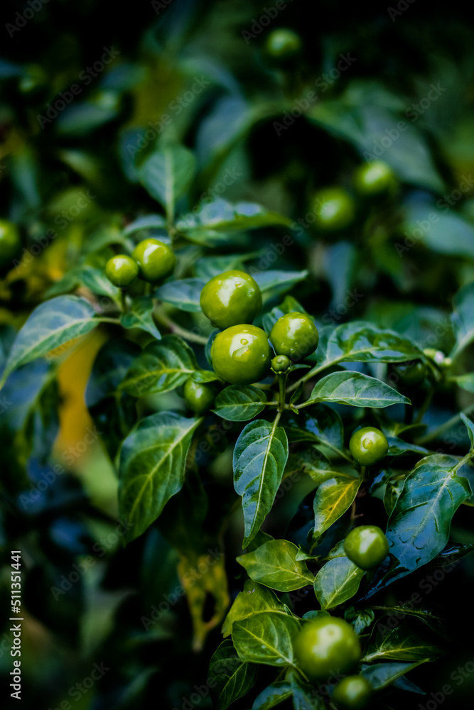 Green chilli with specific object background blur. Green chilli with specific object background blur.