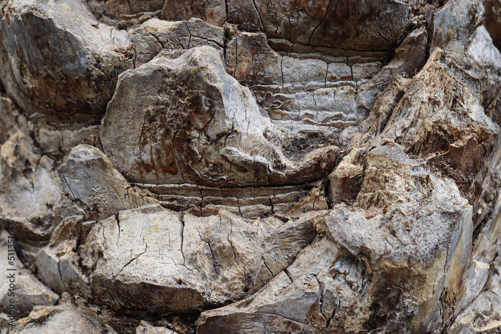 bark texture