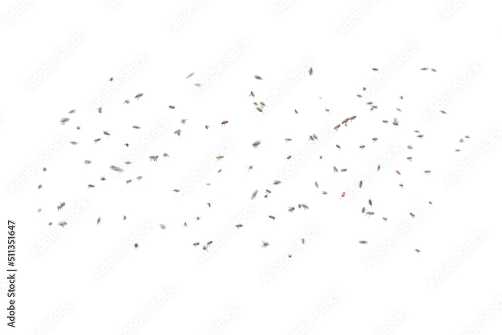 Group of bees flying Group of bees flying