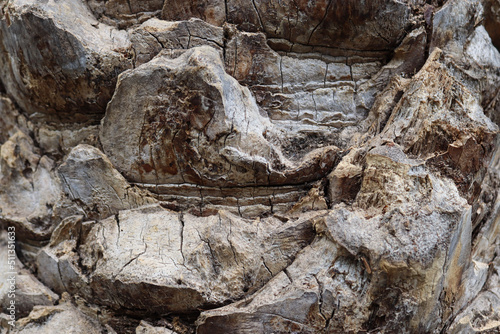 bark texture