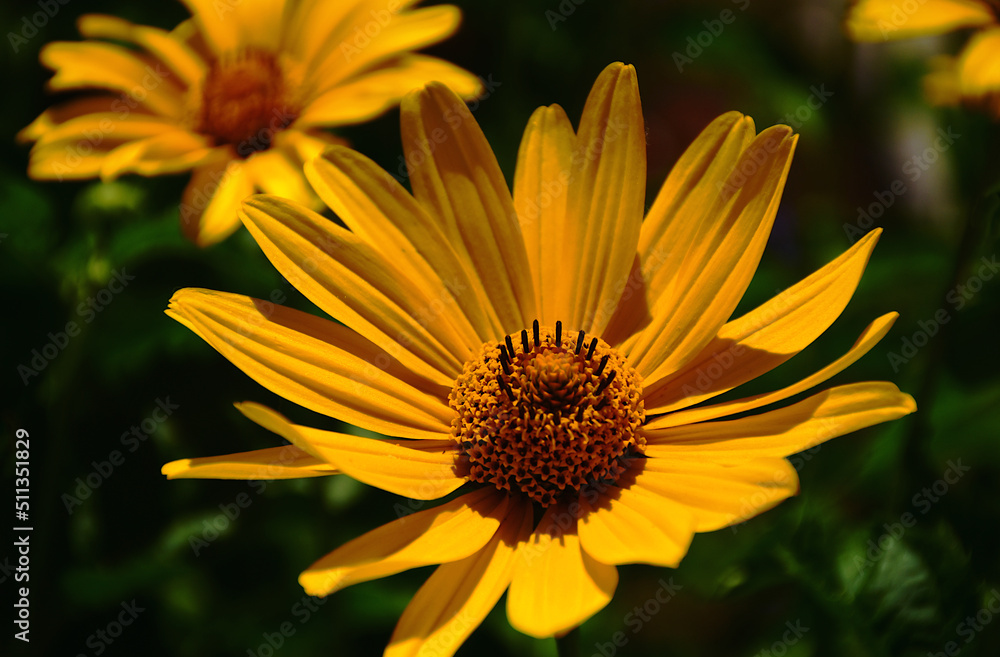 yellow blooming Cheerful Sunflower flower macro. selective focus. scientific name Helianthus pauciflorus. gardening concept. summer scene. closeup view. bright petals. soft blurred lush background yellow blooming Cheerful Sunflower flower macro. selective focus. scientific name Helianthus pauciflorus. gardening concept. summer scene. closeup view. bright petals. soft blurred lush background