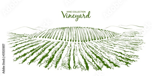 Vector Vine plantation hills landscape. Drawing of rows of vineyards with wine stains. line sketch illustration