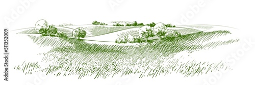 Vector sketch Green grass field on small hills. Meadow, alkali, lye, grassland, pommel, lea, pasturage, farm. Rural scenery landscape panorama of countryside pastures. illustration