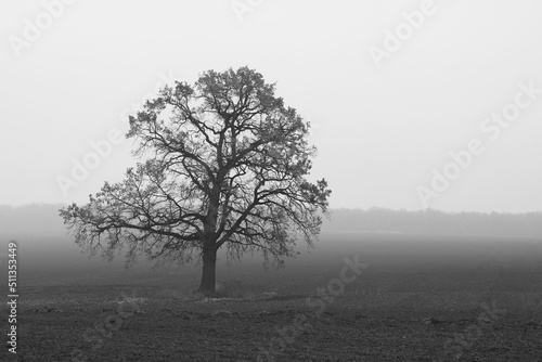 Black and white photo with black and white tree against black and white field as example of old black and white photo © yarbeer