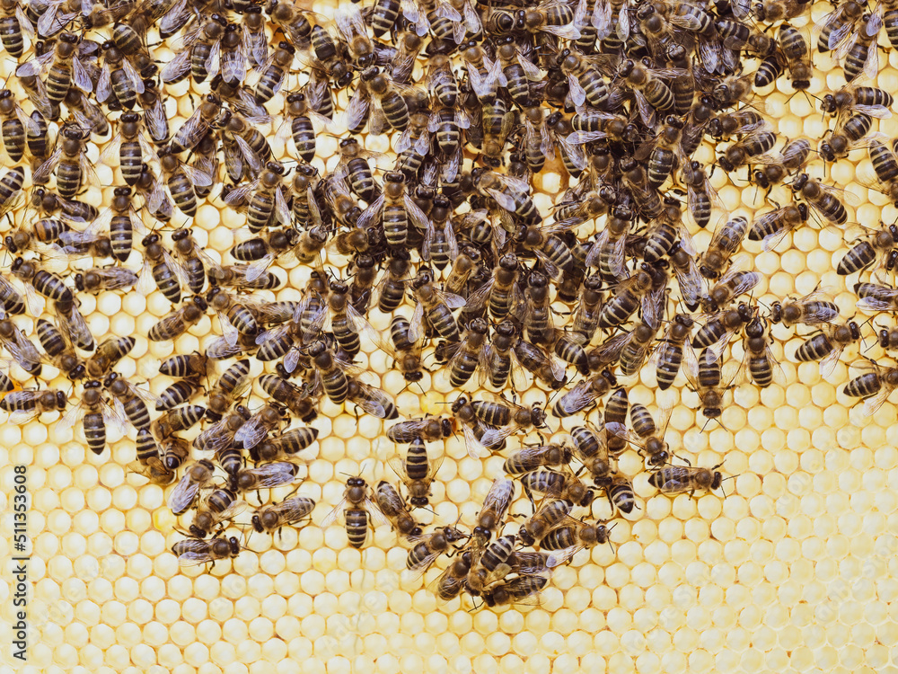 Bees work on honeycomb with honey in the hive. Swarm of insect (Apis mellifera) in apiary close-up. Organic BIO farming, animal rights, back to nature concept. Bees work on honeycomb with honey in the hive. Swarm of insect (Apis mellifera) in apiary close-up. Organic BIO farming, animal rights, back to nature concept.