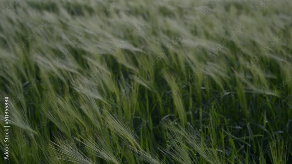 movement of spikelets of young green wheat in spring in a field of ukraine movement of spikelets of young green wheat in spring in a field of ukraine