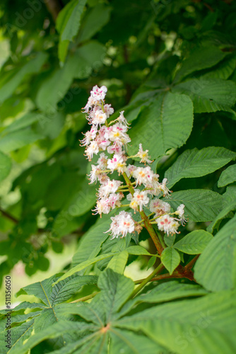 Beautiful chestnut flower on a background of green leaves