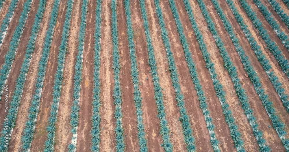 Blue agave plantation in the field to make tequila aerial view Blue agave plantation in the field to make tequila aerial view