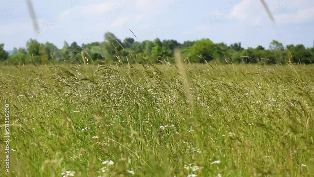 Green grass in field sways on wind, shallow depth of field Green grass in field sways on wind, shallow depth of field