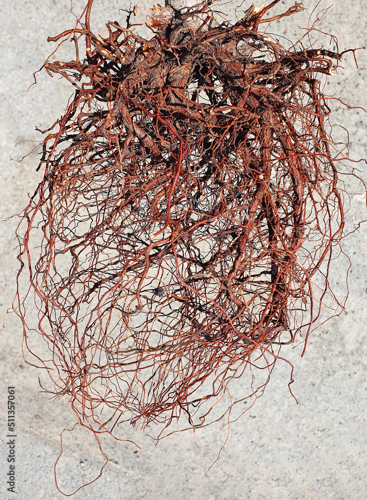 Fototapeta premium a close-up with the root of a plant