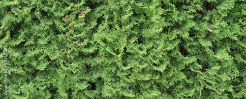 Thuja hedge texture. Arborvitae plant pattern. Gardening hedge background