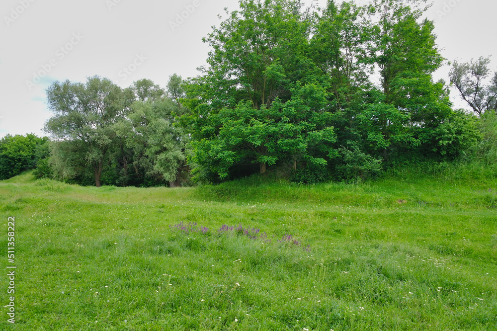 Summer landscape, grass and blue sky, landscape with trees and blue sky