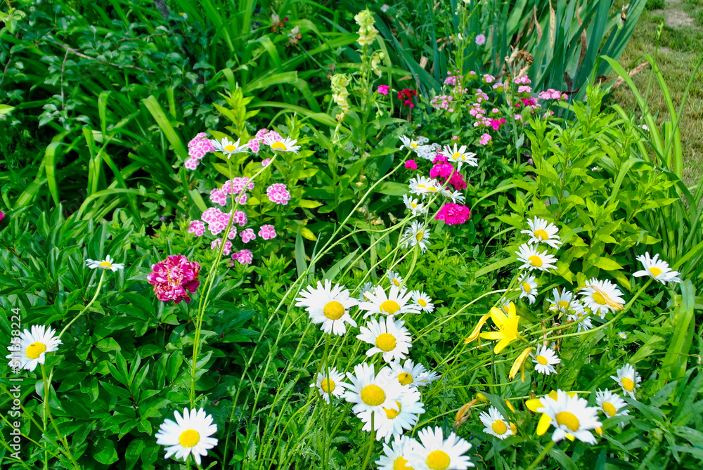 Summer landscape, grass background, flowers in the garden, flowers in the grass Summer landscape, grass background, flowers in the garden, flowers in the grass