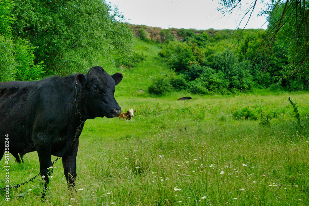 Fototapeta premium Summer landscape, cow in the field, cow on a meadow