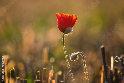 fleur