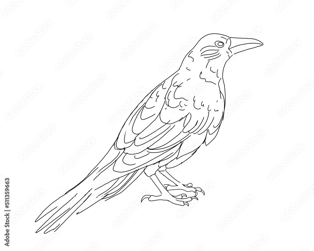 Fototapeta premium raven line drawing sketch on white background