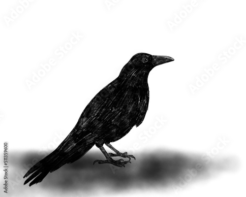 black raven on white background, an illustration